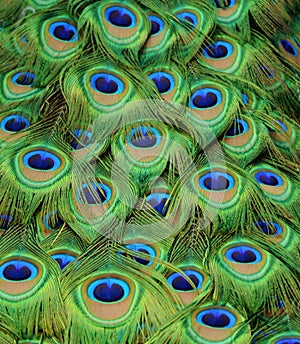 Peacock Tailfeathers