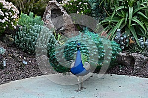 Peacock about to open its feathers