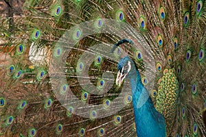 Peacock to spread his tail, showing its feathers. Close up portrait of peacock