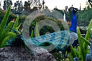 Peacock on top of rocks