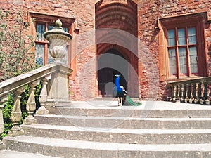 Peacock at the top of the stairs