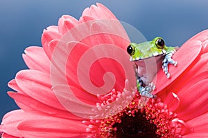 Peacock tree frog