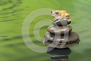 Peacock Tree Frog