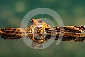 Peacock tree frog Leptopelis vermiculatus. Reflections in the water