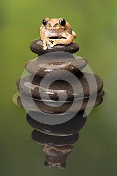 Peacock Tree Frog reflection