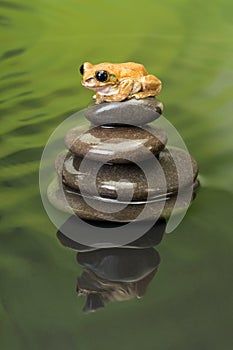 Peacock Tree Frog reflection in water