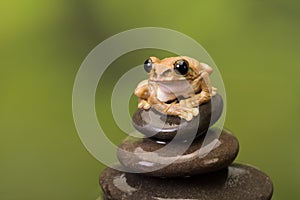 Peacock Tree Frog on rocks