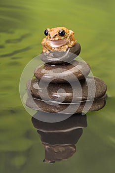 Peacock Tree Frog on stack of boulders