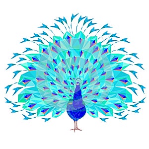 Peacock  tropical bird polygonal  on a white background  watercolor  vector illustration editable hand drawn