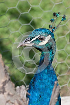 Peacock turned to the left on a green background