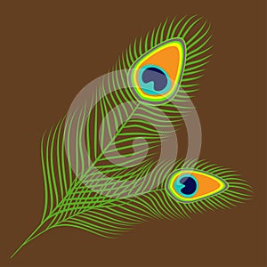 Peacock two feather set collection. Exotic tropical bird colorful tail. . Brown background. Flat design.