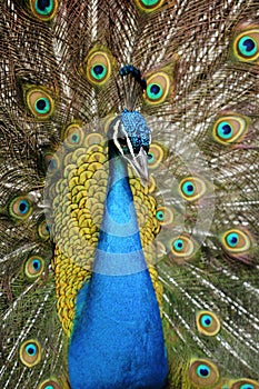 A peacock unfolds its wings