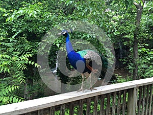 Peacock upclose