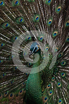 Peacock