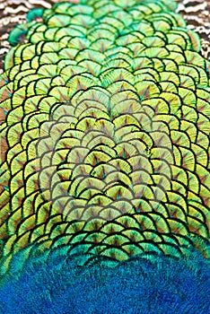 Peacock vibrant plumage colours