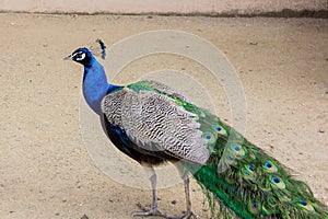 Peacock in Vienna