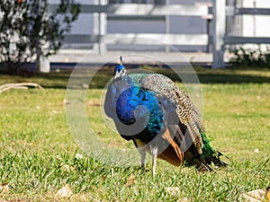 Peacock walking around in the Floyd Lamb Park