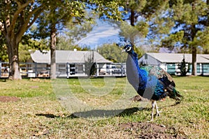 Peacock walking around in the Floyd Lamb Park