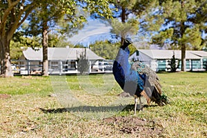 Peacock walking around in the Floyd Lamb Park