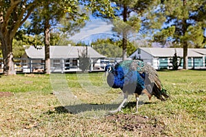 Peacock walking around in the Floyd Lamb Park