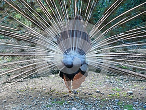 A peacock walking around the yard spread its tail. Feathered peacock butt. Back view. Closeup photo.