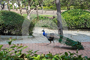 A peacock walking at the footpath in the park La Paloma at Benalmadena