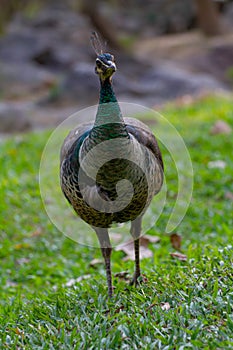 Peacock walking on the grass