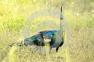 Peacock walking in the grass