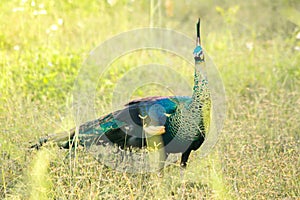 Peacock walking in the grass