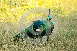 Peacock walking in the grass