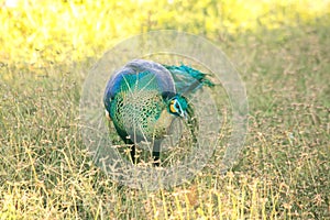 Peacock walking in the grass