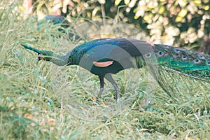 Peacock walking in the grass