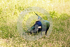 Peacock walking in the grass