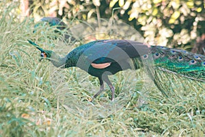 Peacock walking in the grass