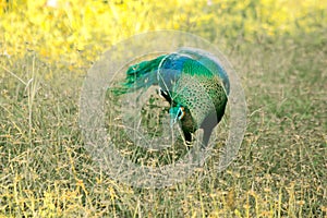 Peacock walking in the grass