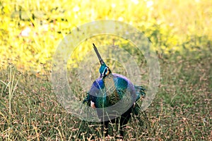 Peacock walking in the grass