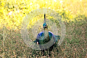 Peacock walking in the grass
