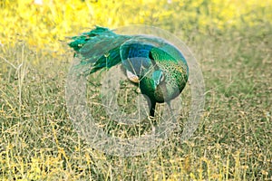 Peacock walking in the grass