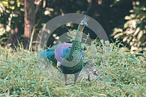 Peacock walking in the grass