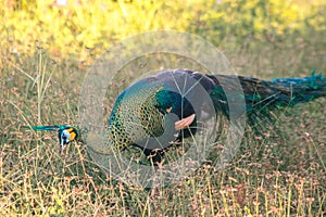 Peacock walking in the grass