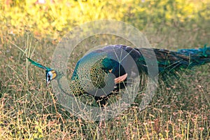 Peacock walking in the grass