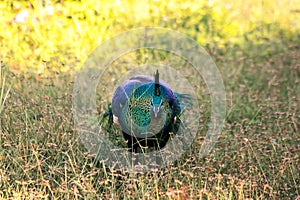 Peacock walking in the grass