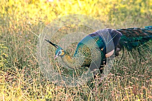 Peacock walking in the grass