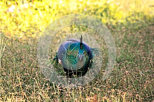 Peacock walking in the grass