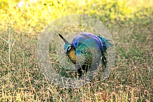 Peacock walking in the grass