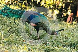 Peacock walking in the grass