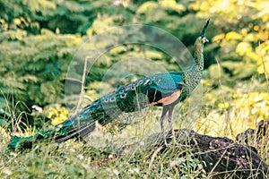 Peacock walking in the grass