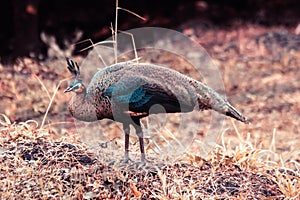 Peacock walking in the grass