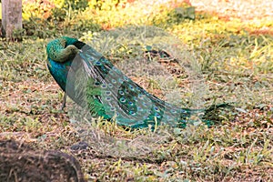 Peacock walking in the grass