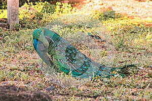 Peacock walking in the grass